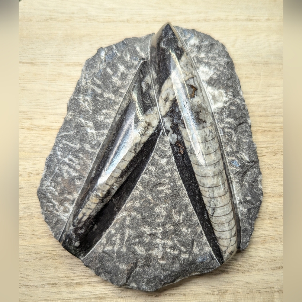 Orthoceras Fossil Display Approximately 4 3/4 X 4 Inches